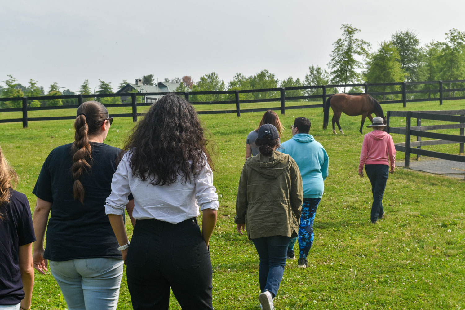 Group of six aware recipients walking toward a horse as they begin the equine therapy session